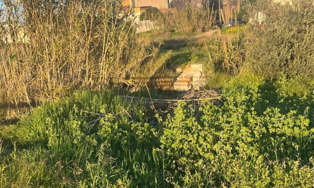 Πτώμα βρέθηκε σε ρέμα στο Ίλιον – Οι αρχές εικάζουν αυτοκτονία